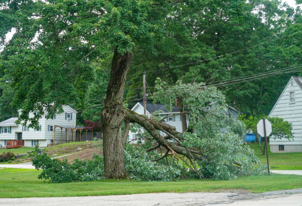 Professional  Tree Services in El Paso, TX